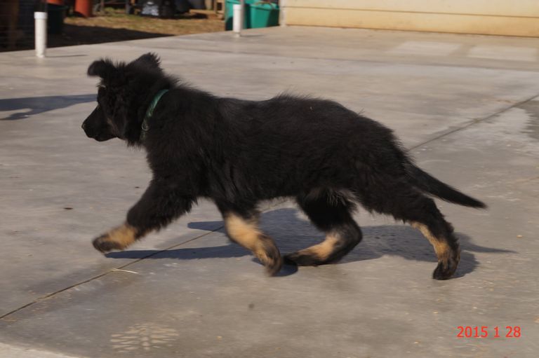 Long Haired German Shepherd Puppies For Sale In Ohio