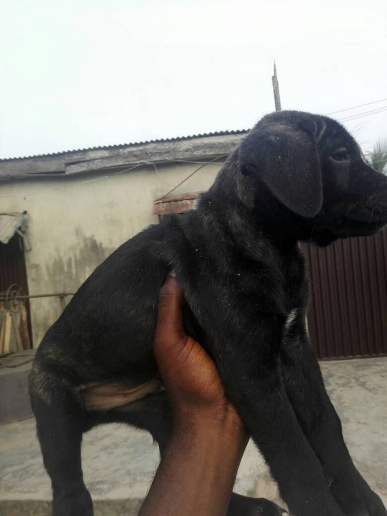 Male Boerboel Puppies For Sale