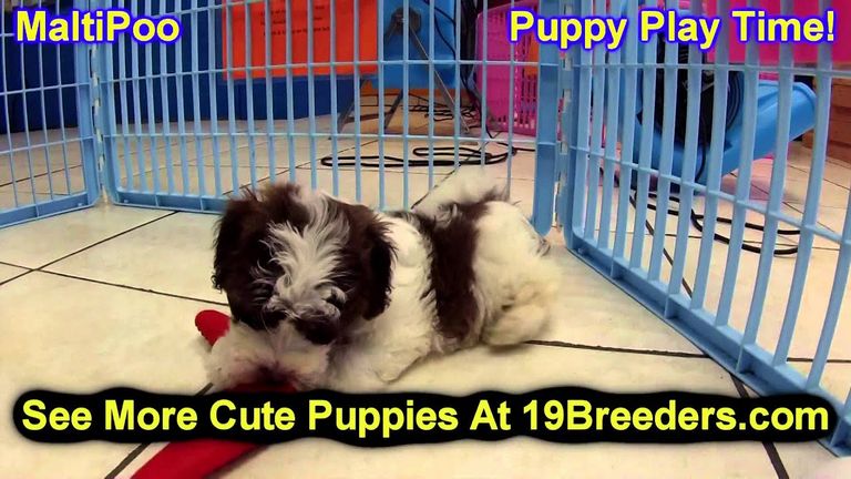 Maltipoo Puppies For Sale Dayton Ohio