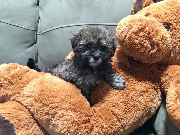 Maltipoo Puppies For Sale In Ga