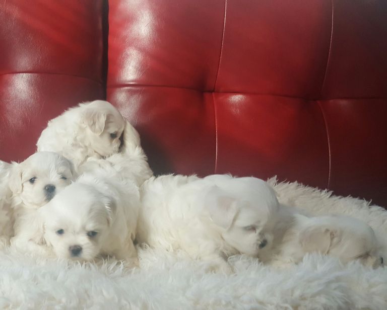 Maltipoo Puppies For Sale In Pittsburgh