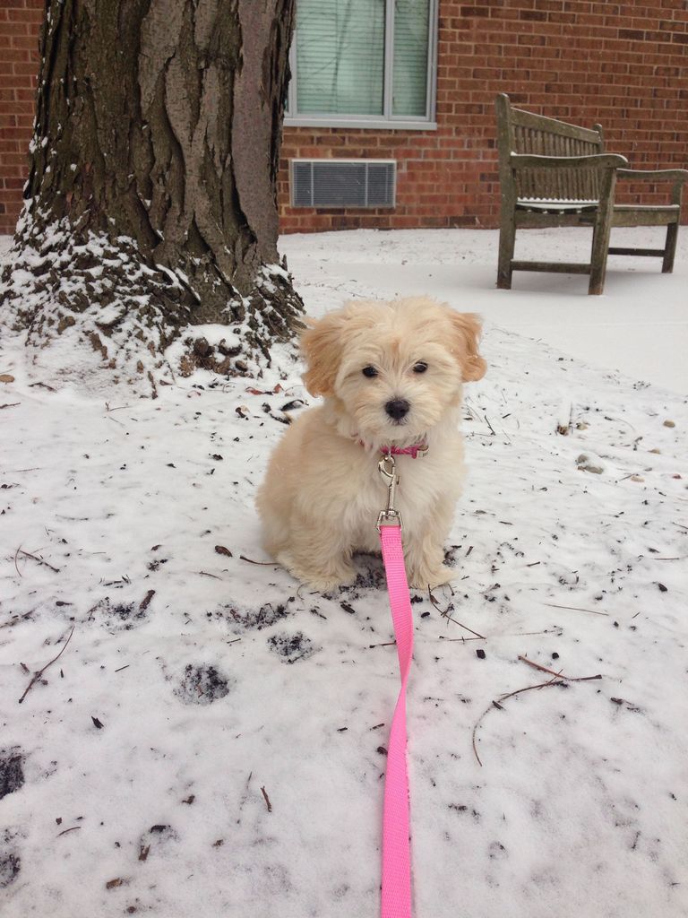 Maltipoo Puppies For Sale In Wisconsin
