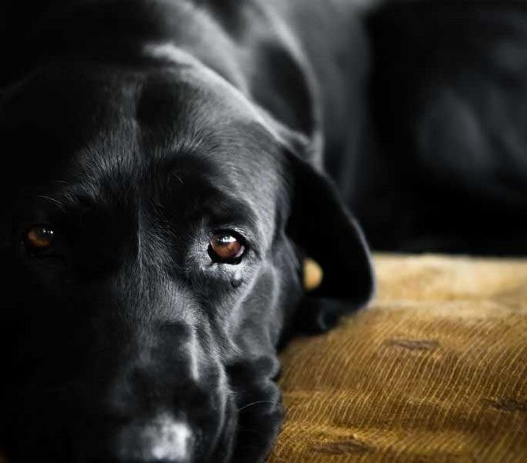 Mediastinal Lymphoma In Dogs