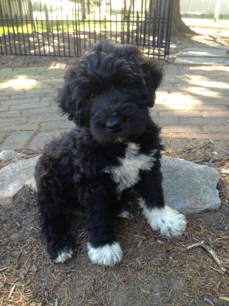 Medium Schnoodle Puppies For Sale