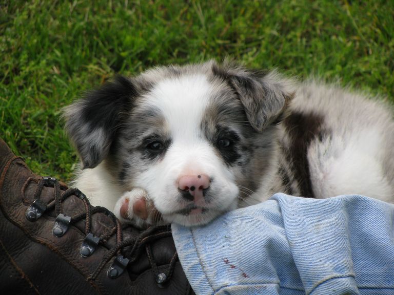 Merle Border Collie Puppy
