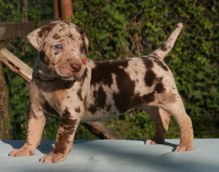 Merle Pitbull Puppies For Sale In Ohio