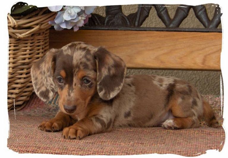 Micro Mini Dachshund Puppies For Sale In Florida Top Dog