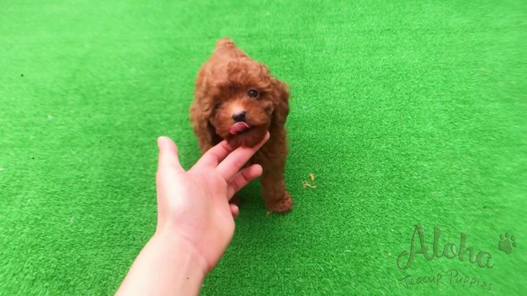 Micro Mini Dachshund Puppies For Sale