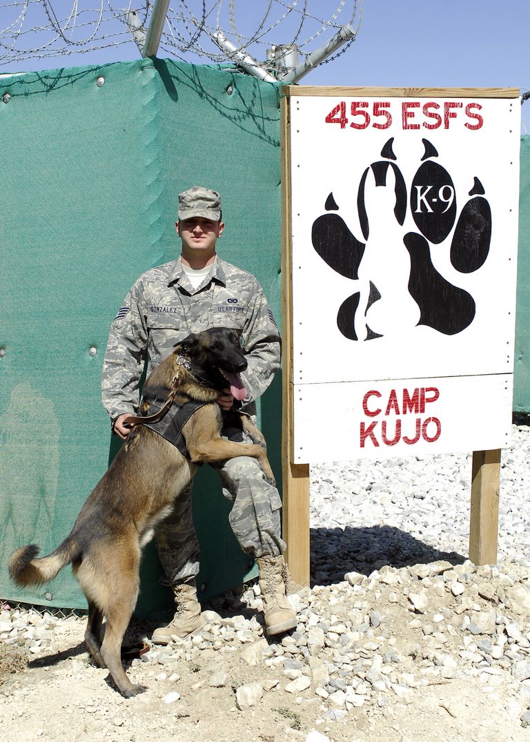 Military Dog Hand Signals