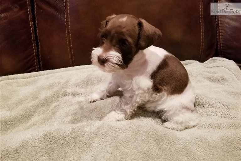 Mini Schnauzer Puppies For Sale In East Texas