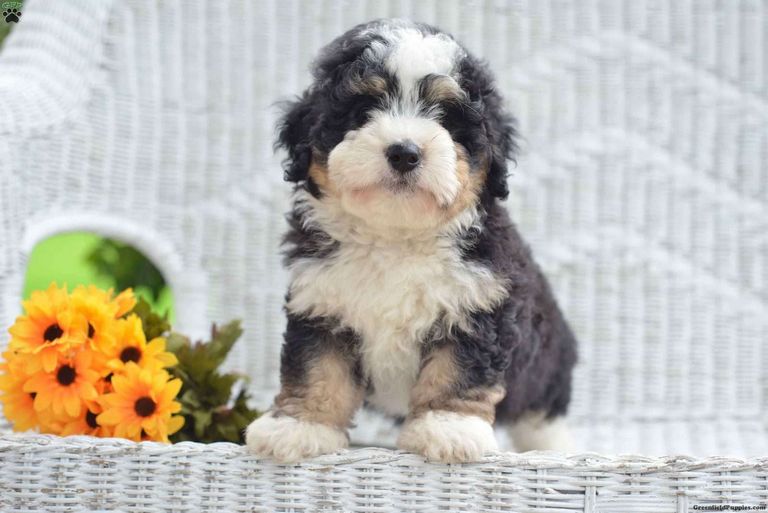 Mini St Berdoodle Puppies For Sale Ohio
