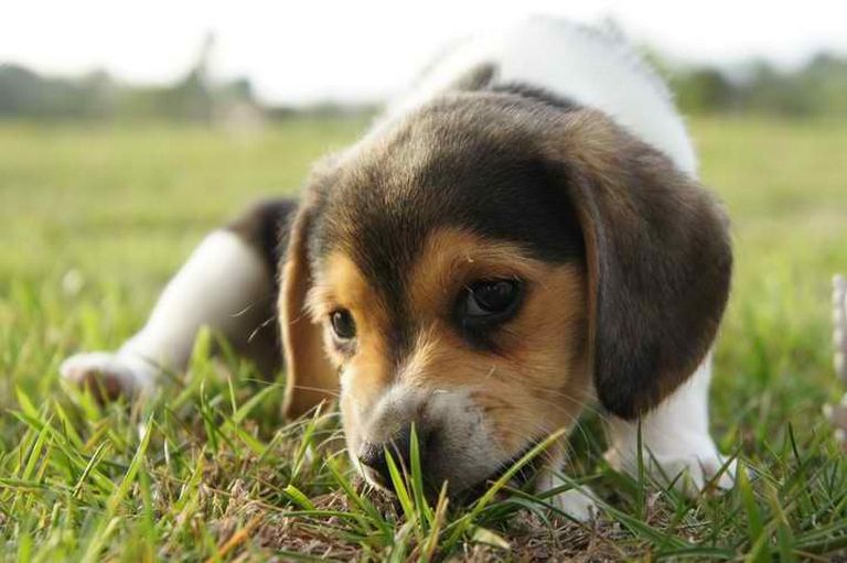 Miniature Beagles For Sale In Okla