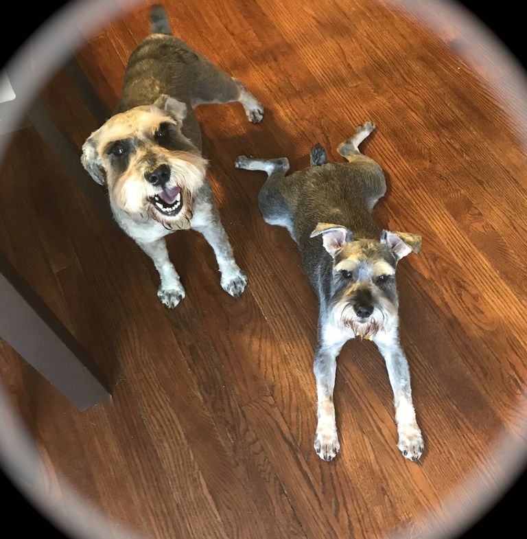 Miniature Boxer Puppies For Sale In Ohio