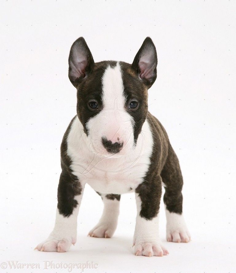 Miniature Bull Terriers Puppies Sale Top Dog Information