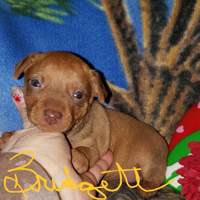 Miniature Dachshund Puppies For Sale In Dallas Texas Top