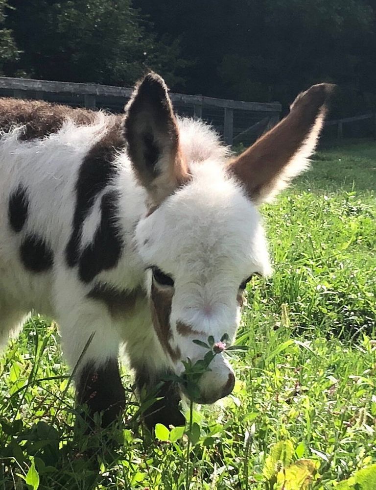 Miniature Donkey For Sale In Michigan
