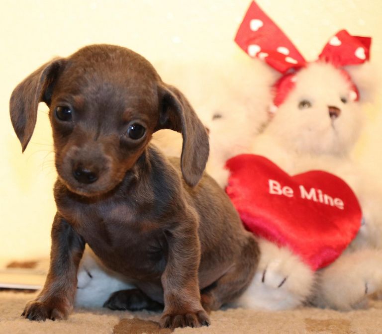Miniature English Bulldog Puppies For Sale In Nebraska