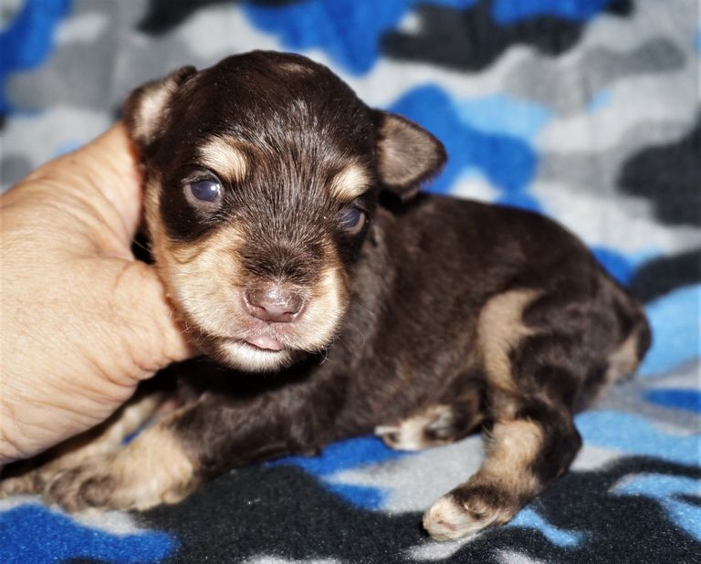 Miniature Schnauzer Puppies For Sale In Ga