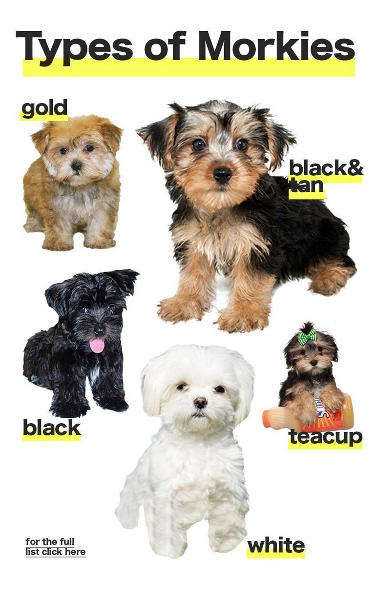 Morkie Puppies For Adoption