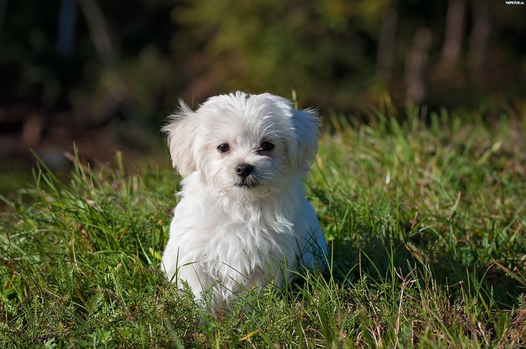 Morkie Puppies For Sale In Nc