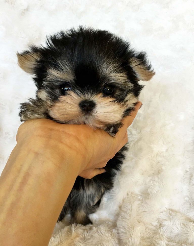 Morkie Puppies For Sale In Va