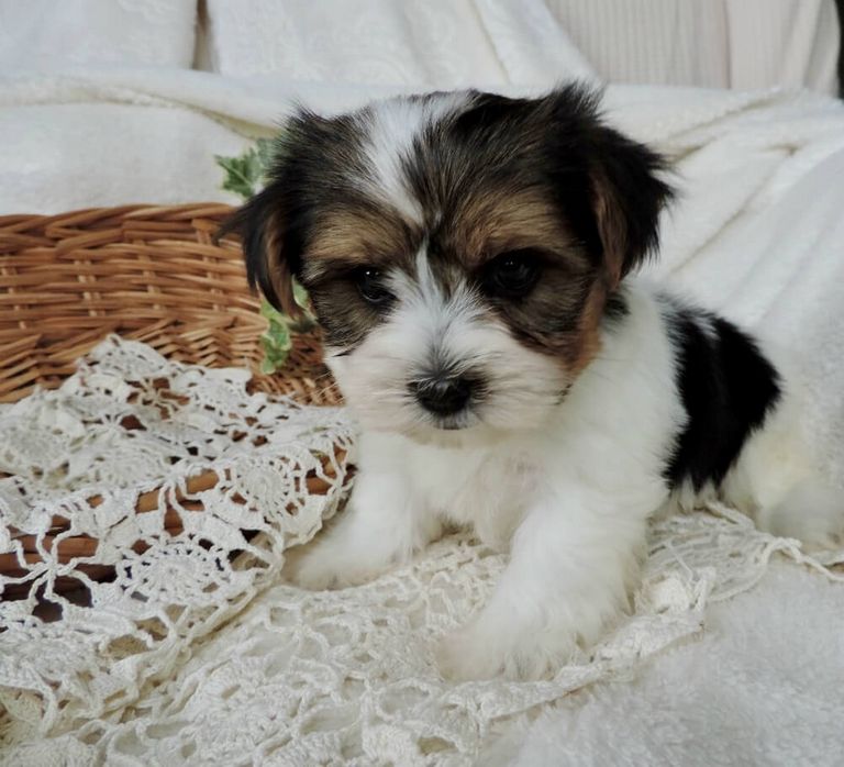 Morkie Puppies For Sale Near Me