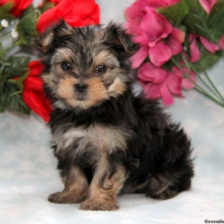 Morkie Puppies For Sale Tn