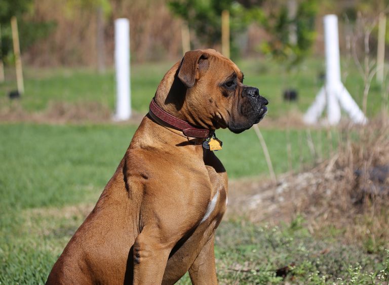 Most Loyal And Protective Dog Breeds
