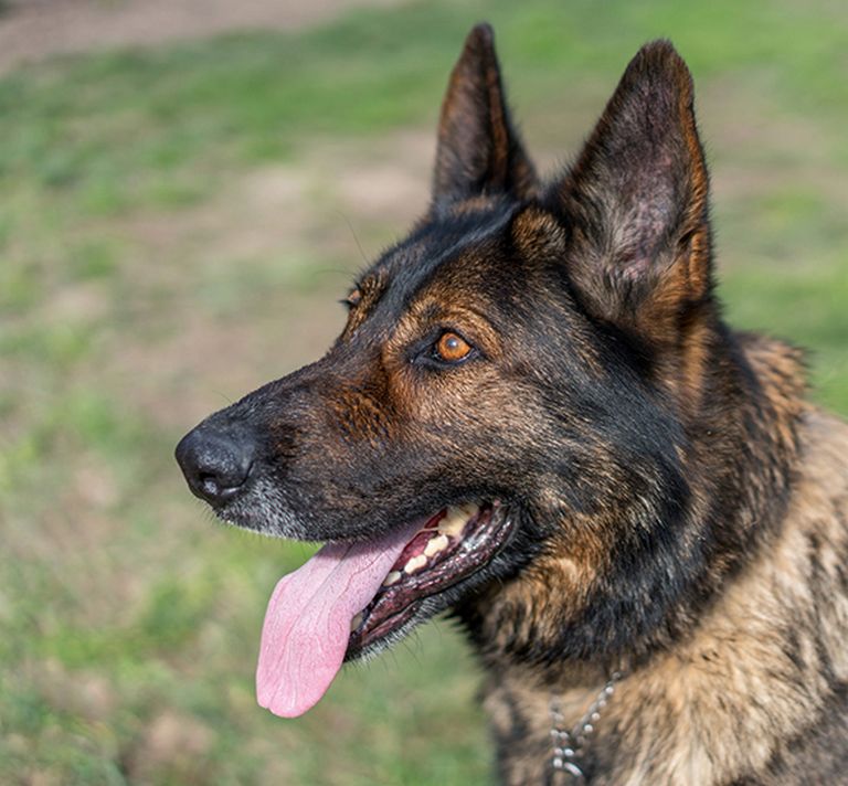 Napa Valley German Shepherd Rescue | Top Dog Information