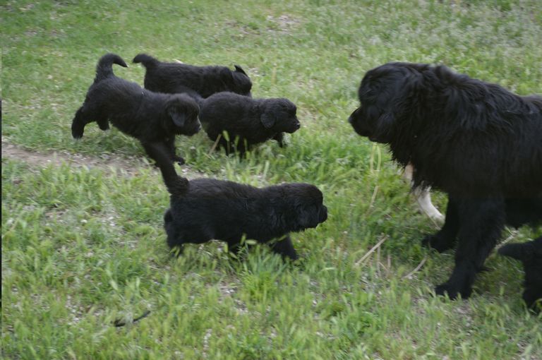 Newfoundland Puppies For Sale In Ny