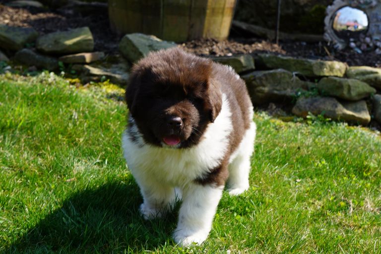 Newfoundland Puppies For Sale In Ohio