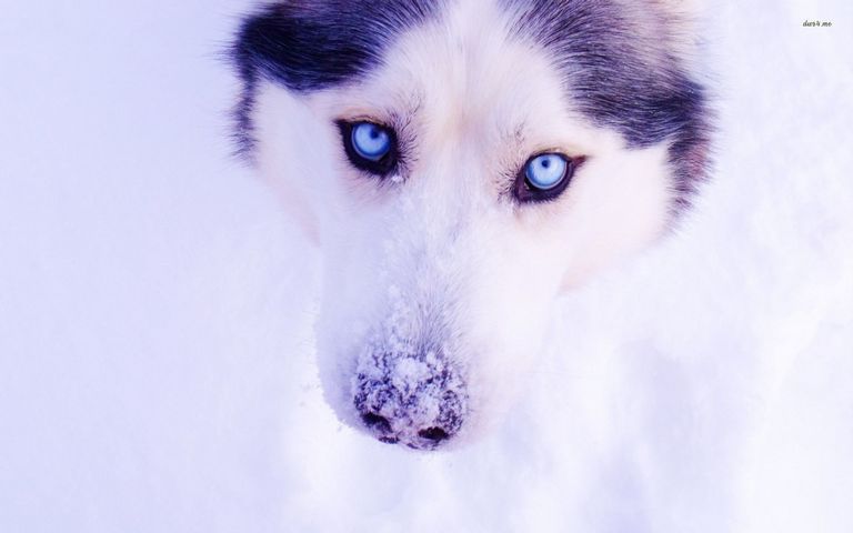 Northern Inuit Dog Wolf