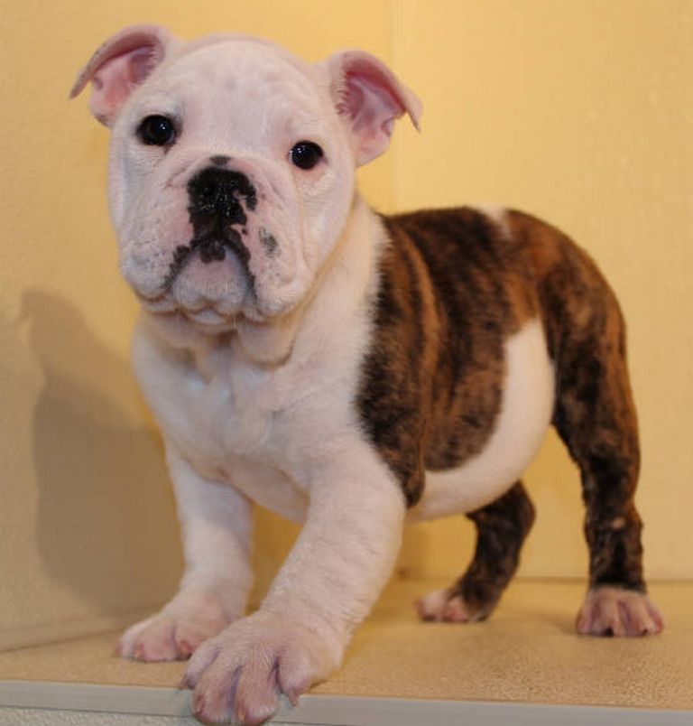 Old English Bulldog Puppies For Sale In Ky