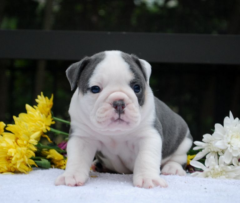 Olde English Bulldogge Puppies For Sale In Pa Top Dog