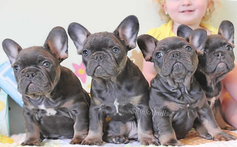 Once In A Blue Moon French Bulldog For Sale