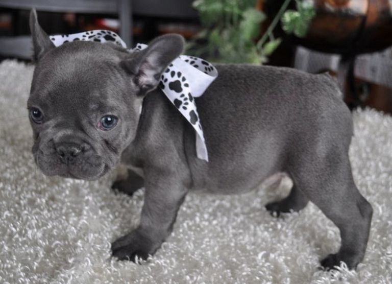 Once In A Blue Moon French Bulldog Price Top Dog Information
