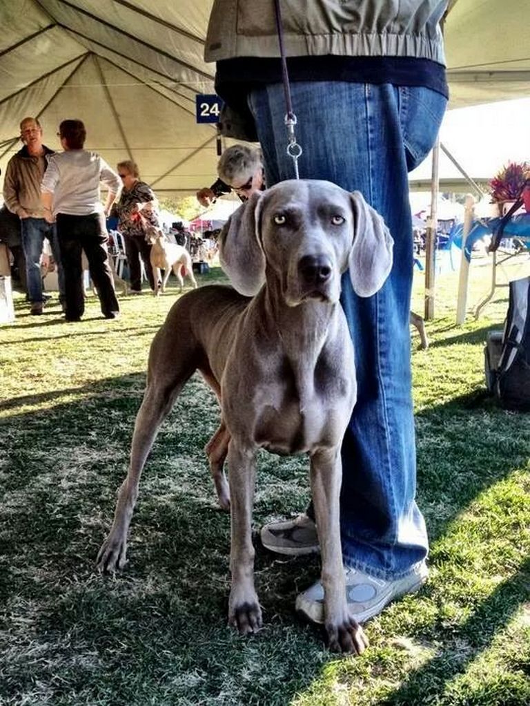 Palm Springs Dog Show 2018 Results