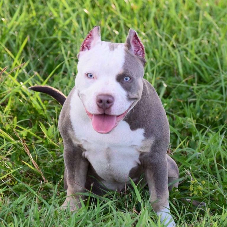 Pitbull Puppies For Sale In Akron Ohio