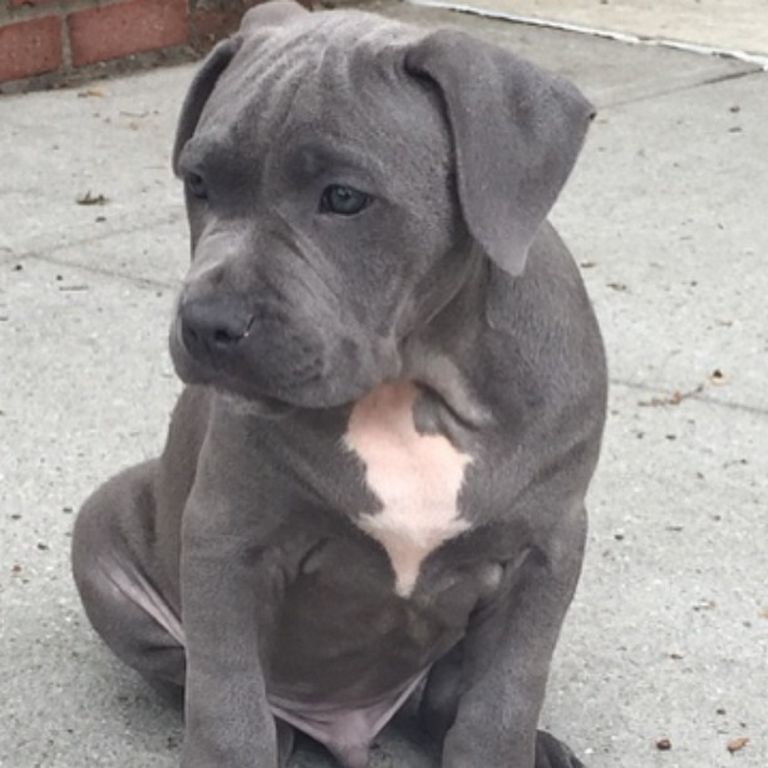 Pitbull Puppies For Sale In Ct