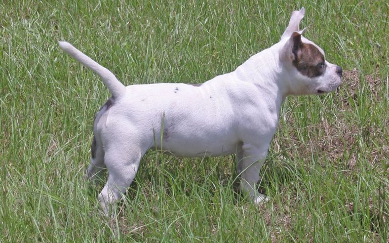 Pitbull Puppies For Sale In Miami