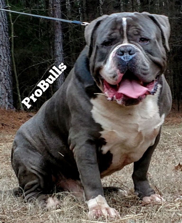 Pitbull Puppies For Sale Indiana