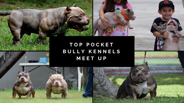 Pocket American Bully For Sale In Florida