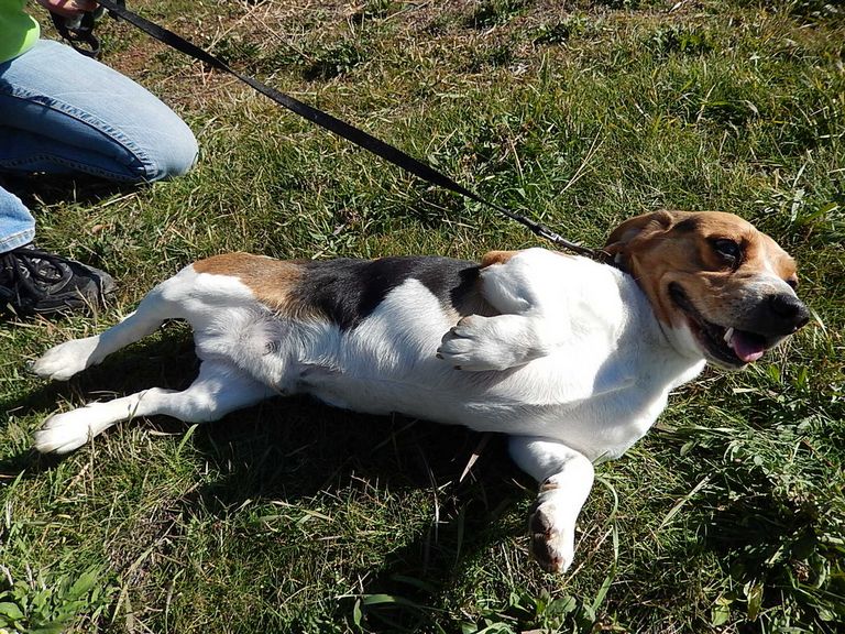 Pocket Beagle Dogs