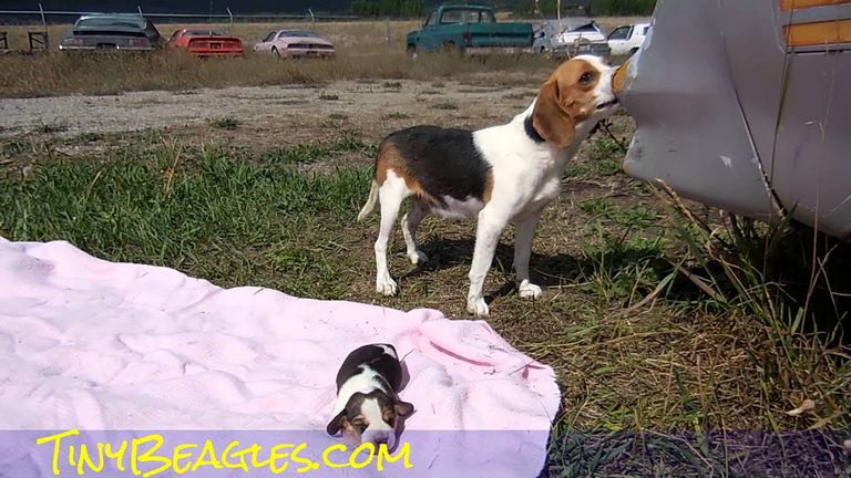 Pocket Beagle Rescue