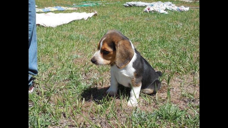 Pocket Beagles For Sale In Washington State