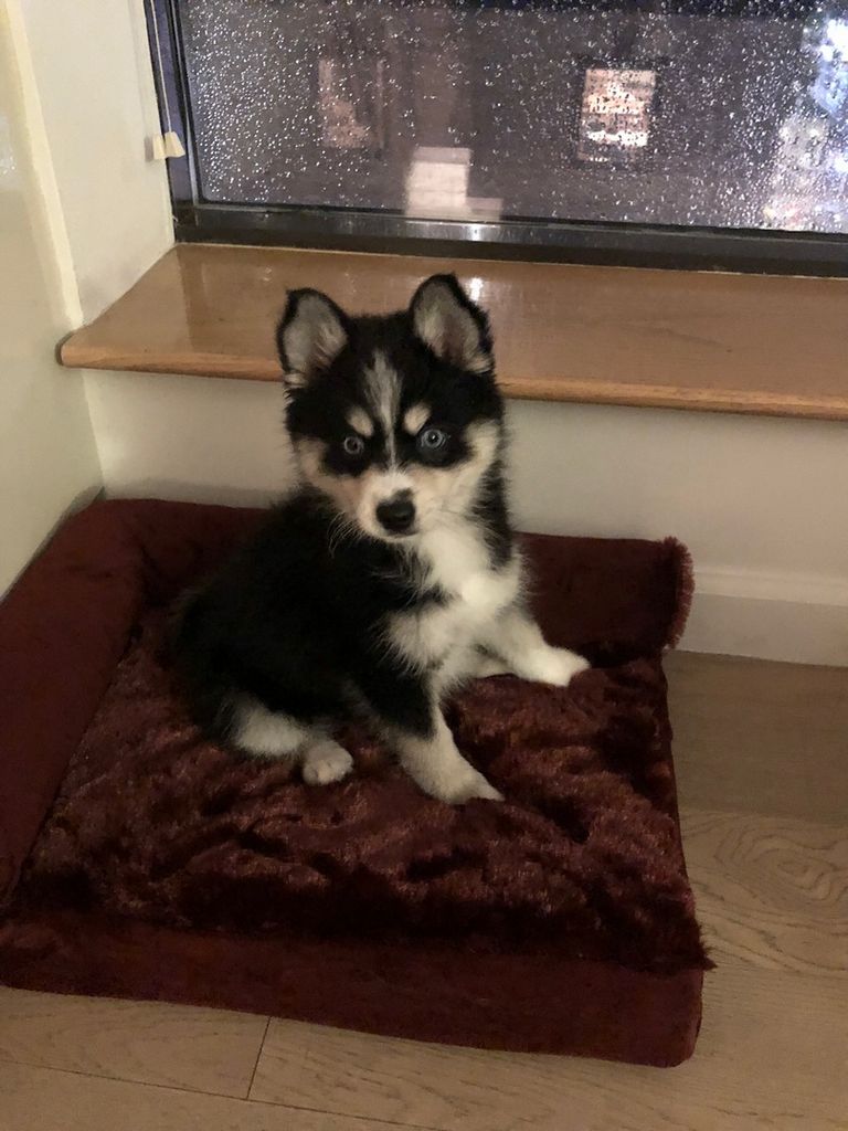 Pomsky Puppies For Sale Prices