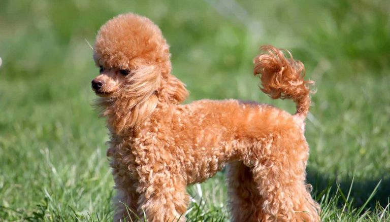 Poodles For Sale In London Ky