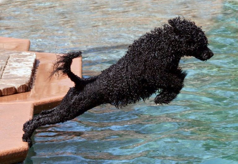 Portuguese Water Dog Breeders Oregon