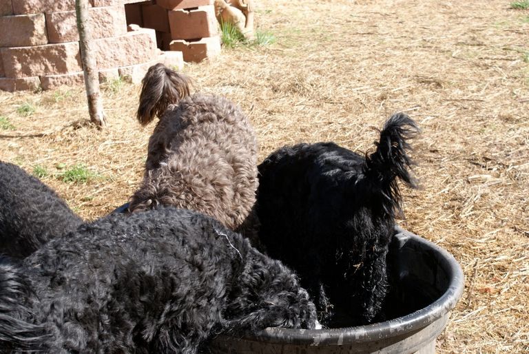 Portuguese Water Dog Breeders Pa