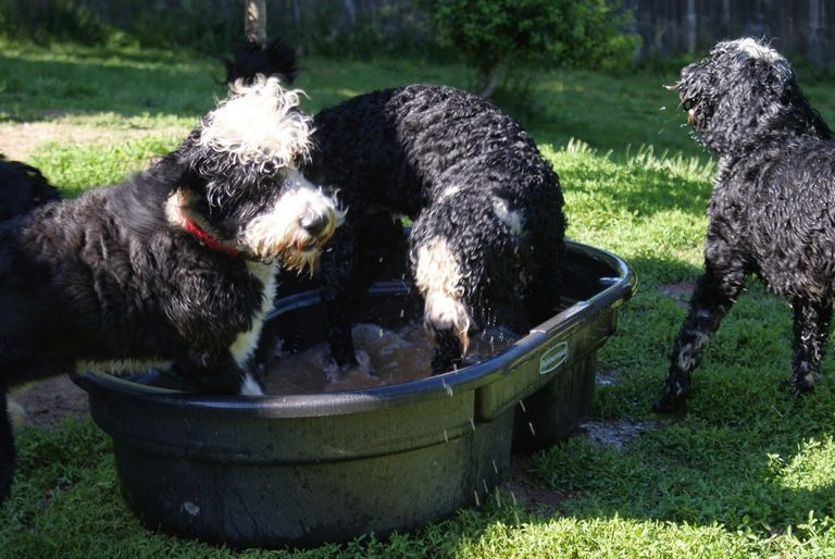 Portuguese Water Dog Breeders Ri
